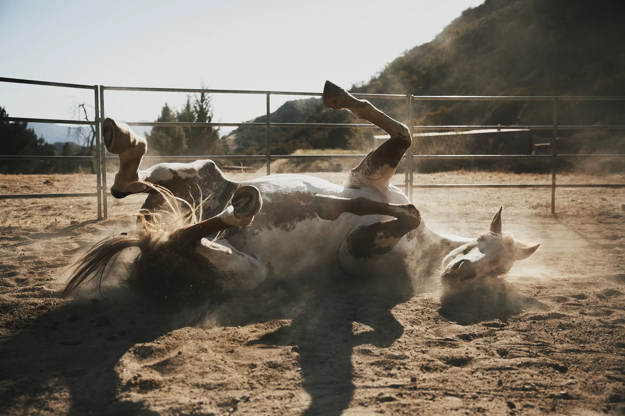 horse rolling in dirt arena — Alex Saidac photography by Tom Kubik