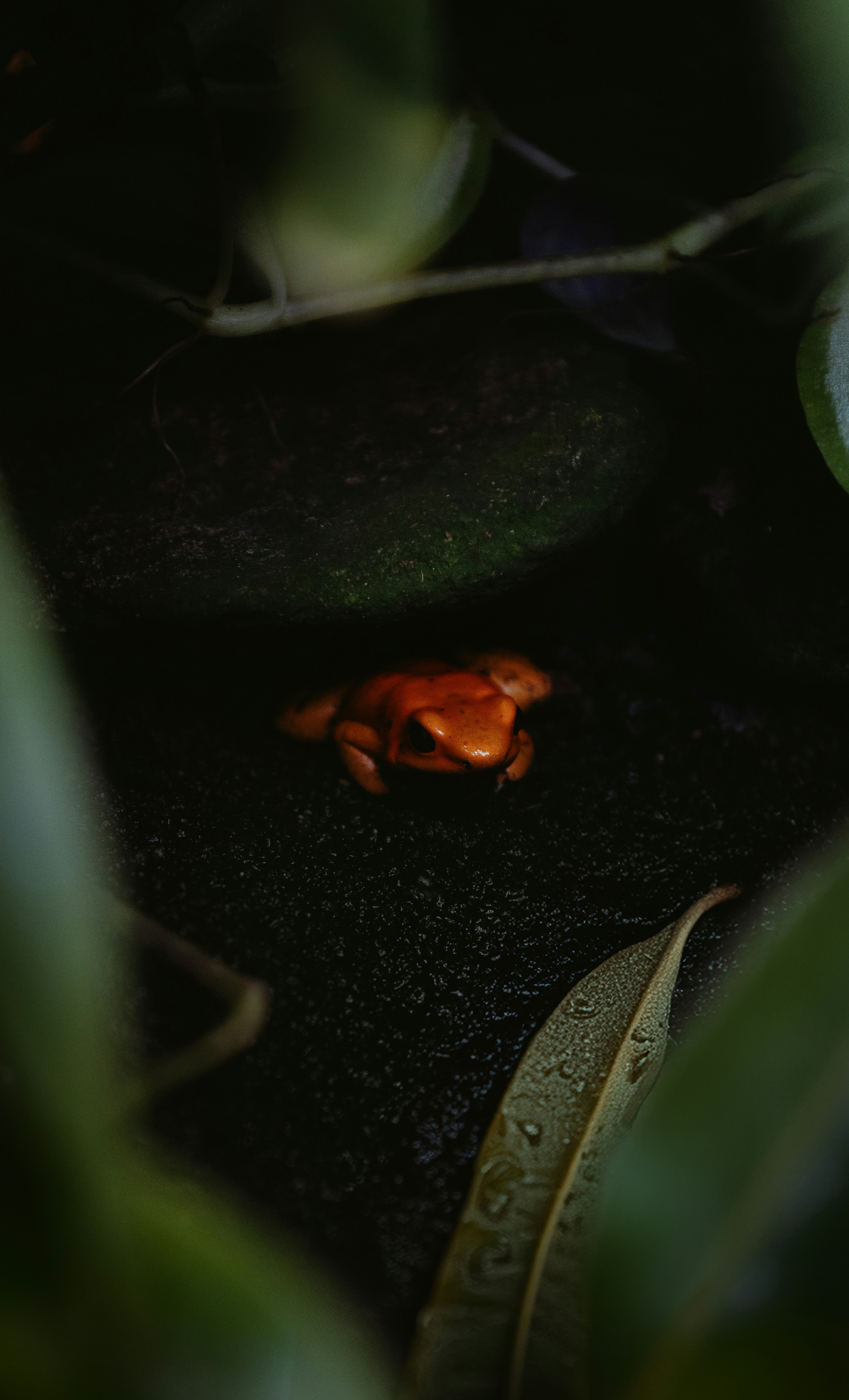 A small orange frog sitting on top of a lush green plant