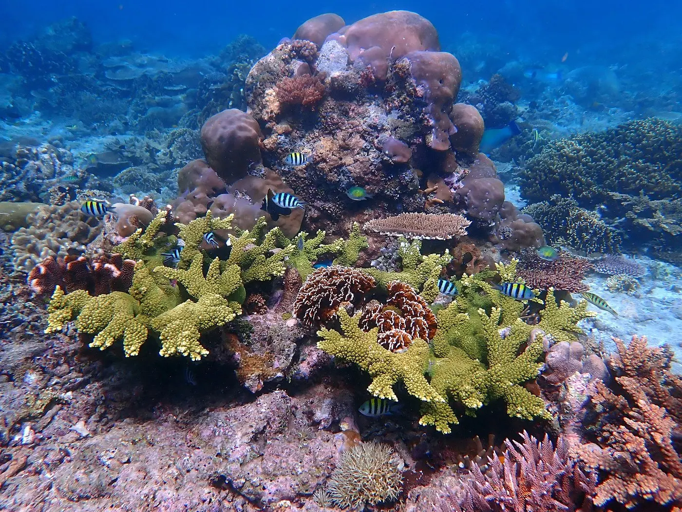 Yellow coral in Cape Kri Raja Ampat