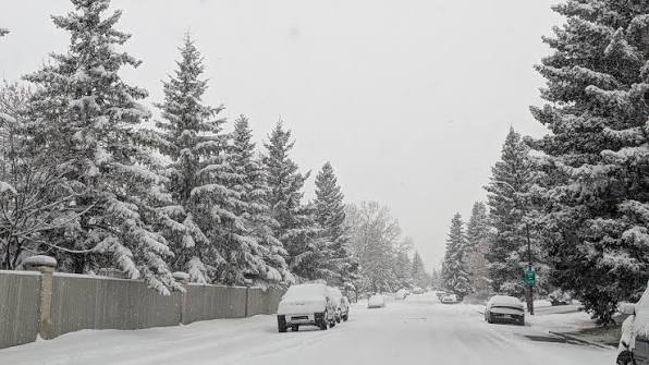 Snow-covered residential street lined with tall evergreen trees, parked cars, and a wooden fence in Oakridge, SW Calgary