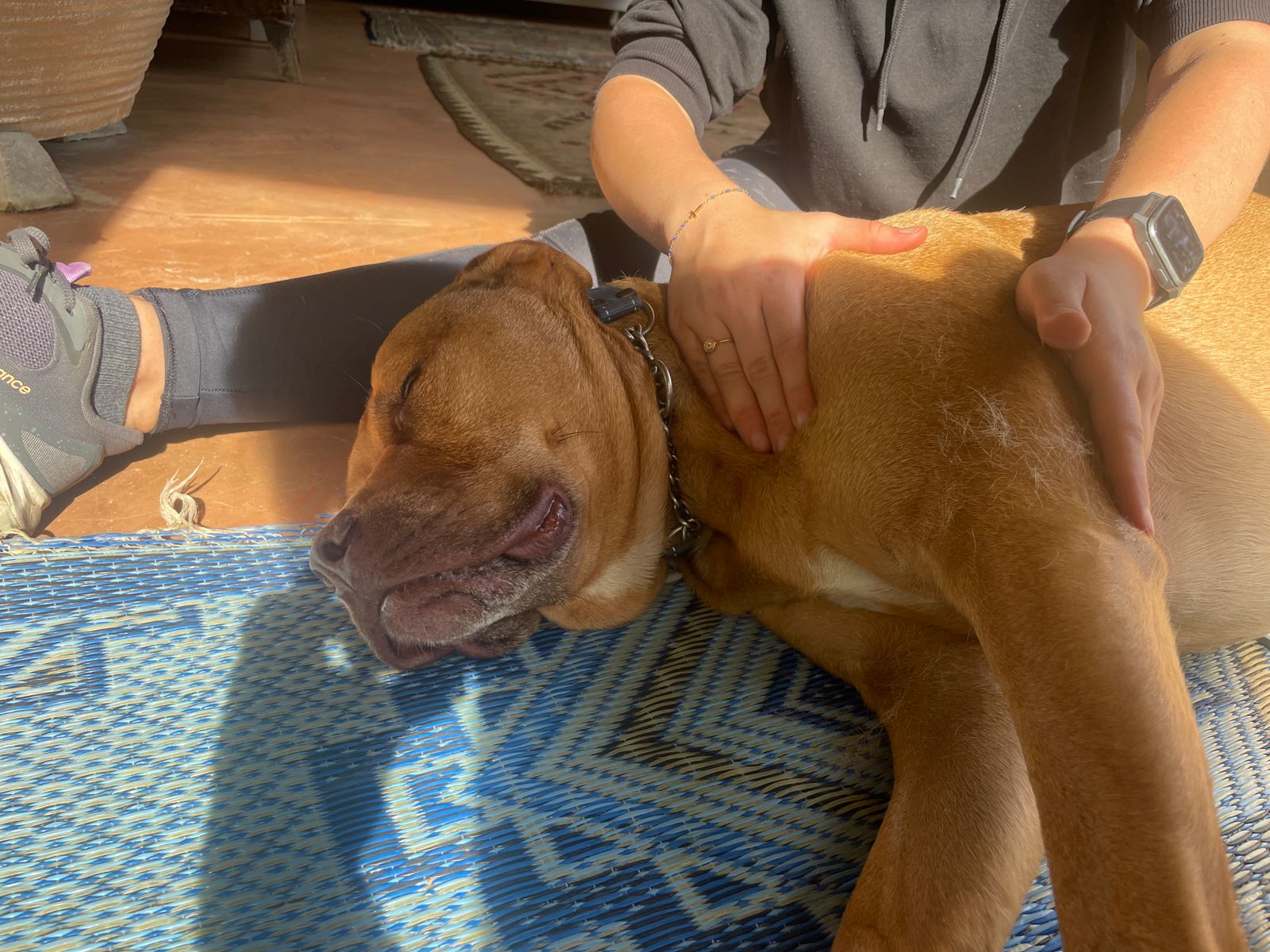 Pitbull Lying on his side and getting a massage over his left front limb