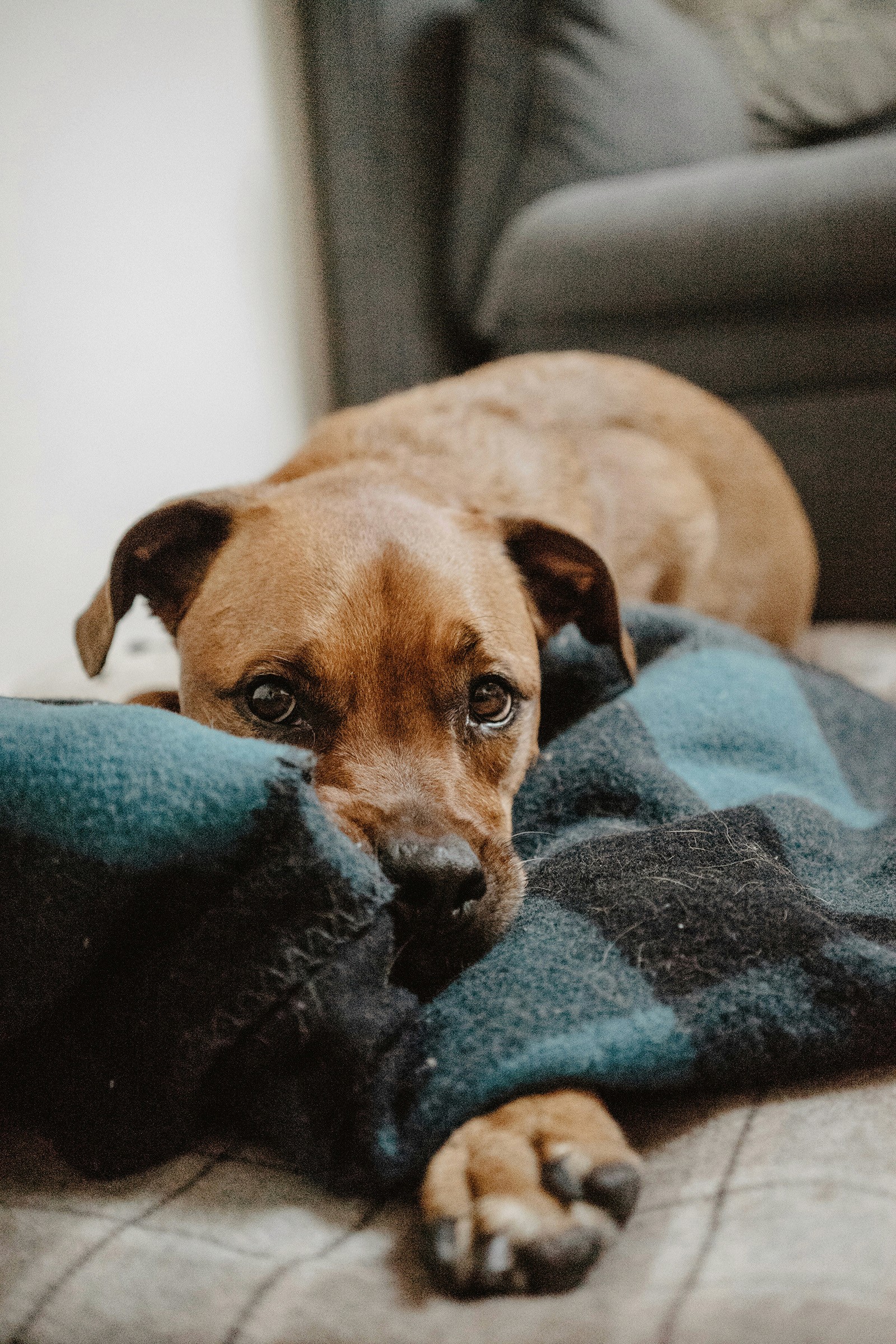 Brown dog resting its head on a blue blanket, gazing softly at the camera