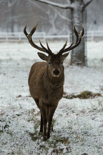 Stag at the wood edge