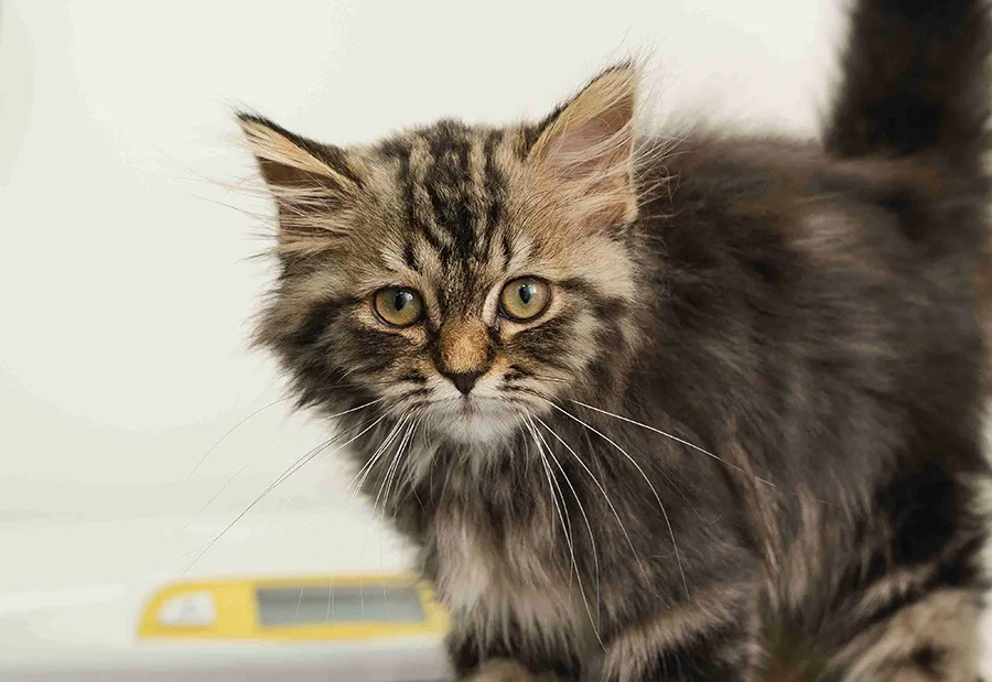 A closeup of a cat inside the vet clinic.