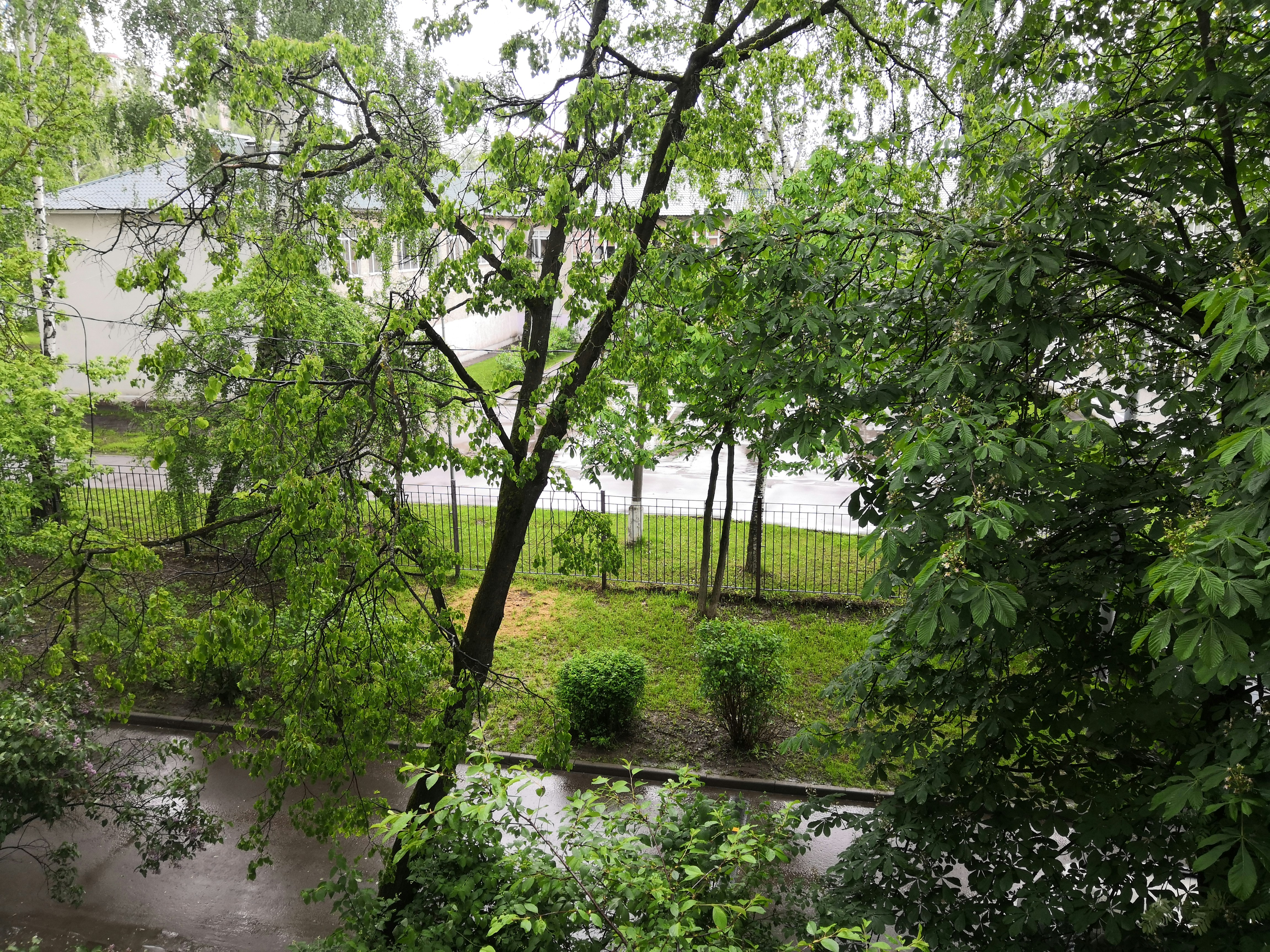green trees near body of water during daytime