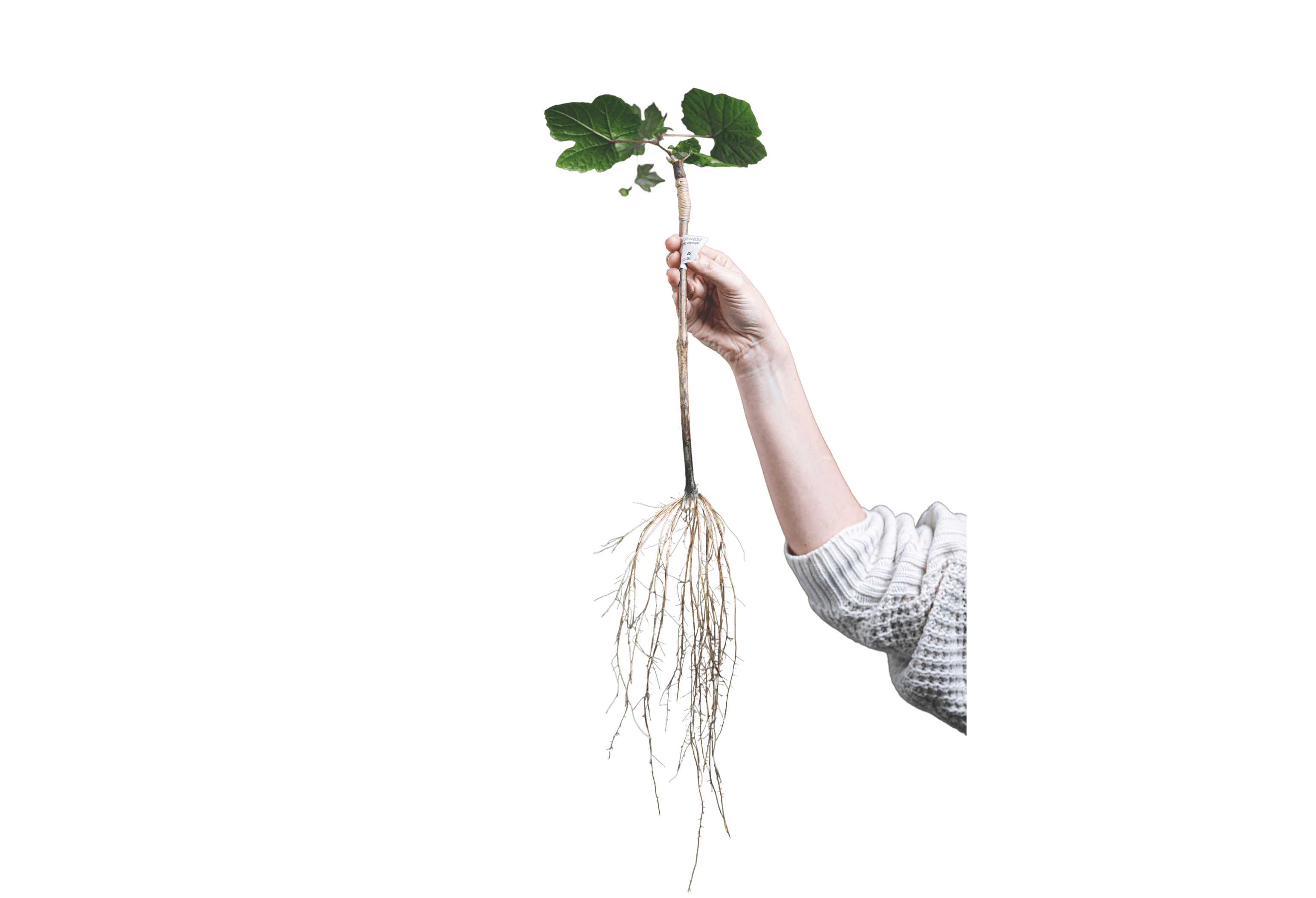 A hand holding a black pen, poised to write or draw on a surface.