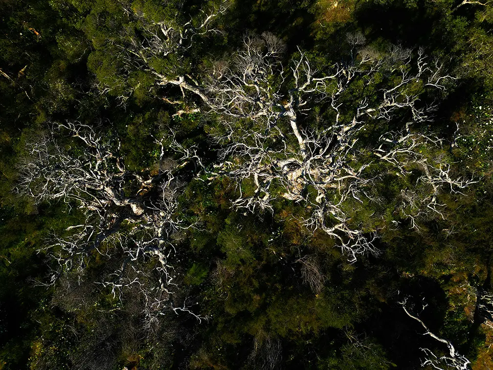 Aerial view of dense foliage with intertwined branches and scattered patches of light.