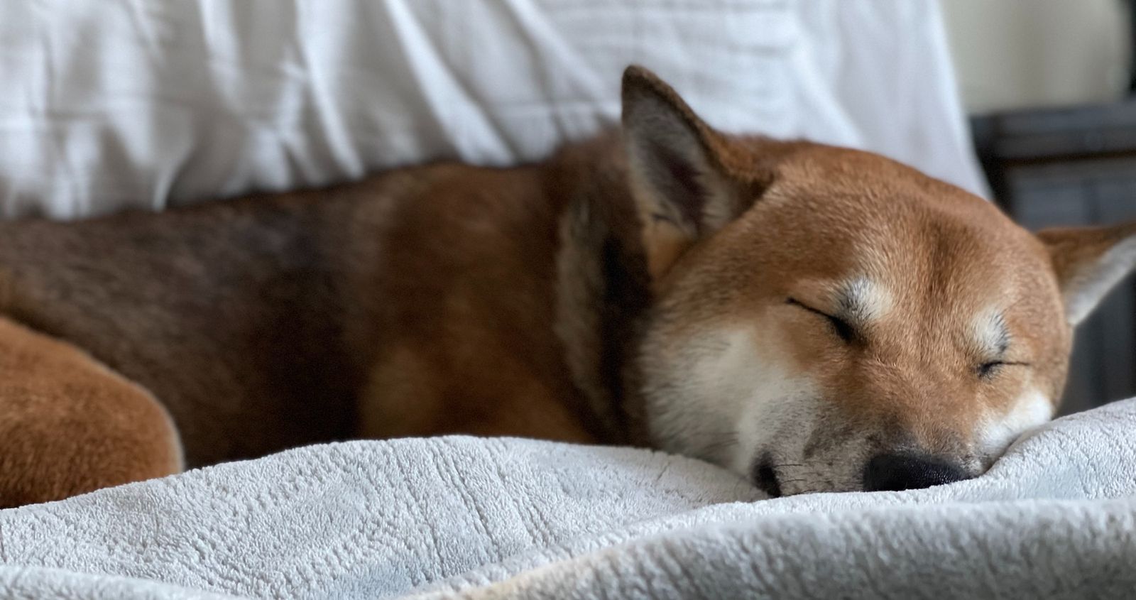 Lazy shiba inu dog taking a nap