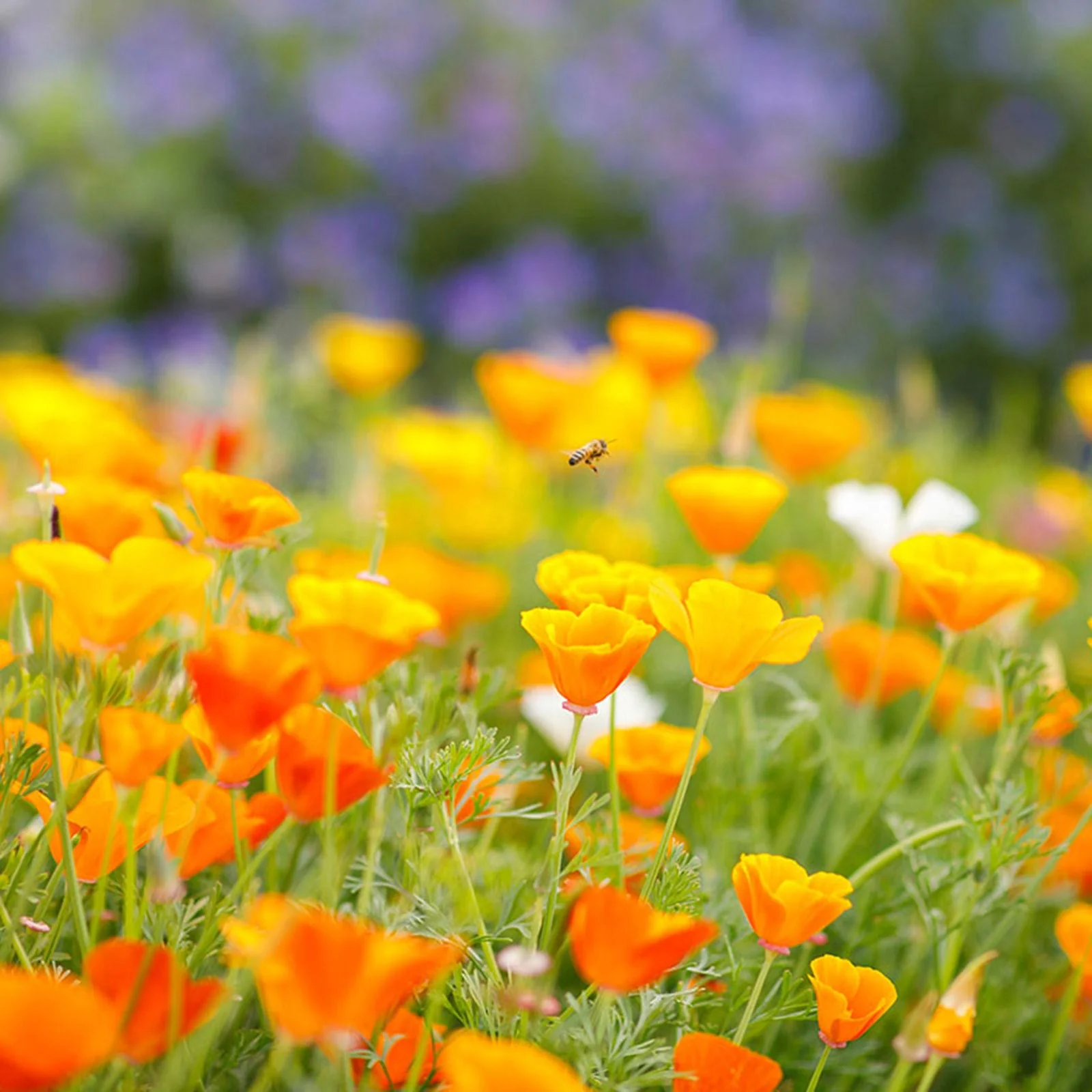 California Poppies