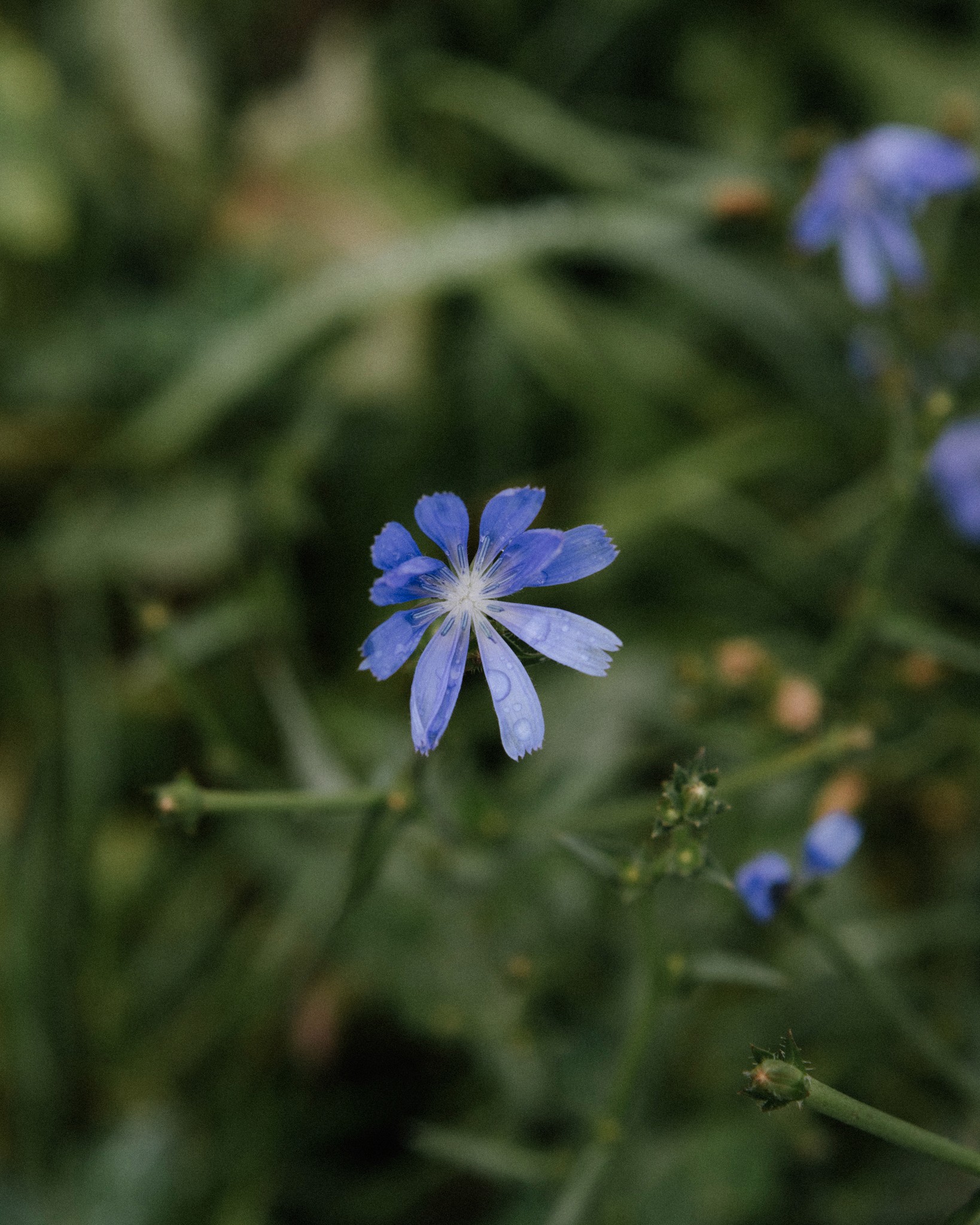 Blaue Wildblume im Grünen