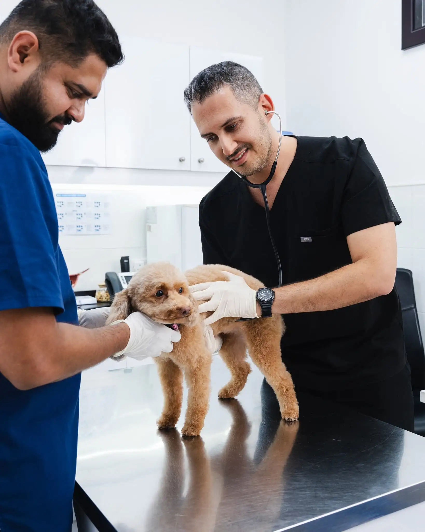 Two veterinarians are keeping a dog comfortable inside the vet clinic during the checkup.