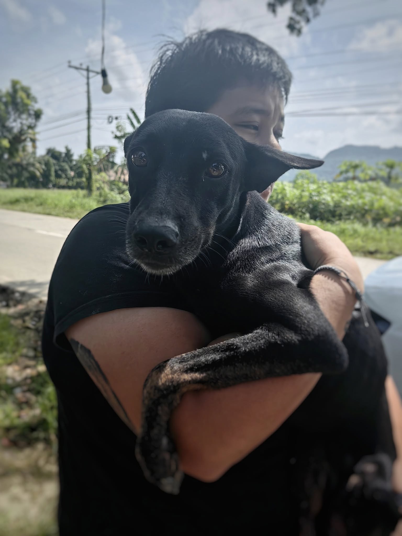 yellow Labrador retriever biting yellow tulip flower