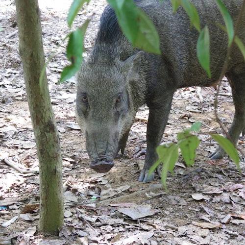 A wild boar is standing on a forest floor covered with dry leaves, with trees and green foliage around it.