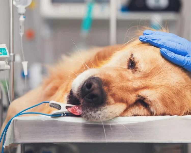 Ein Golden Retriever liegt während einer Behandlung unter Narkose auf dem Tisch.