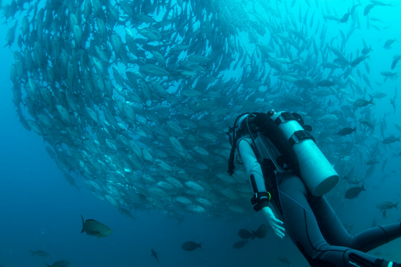 Scuba diver beneath a swirling school of jacks