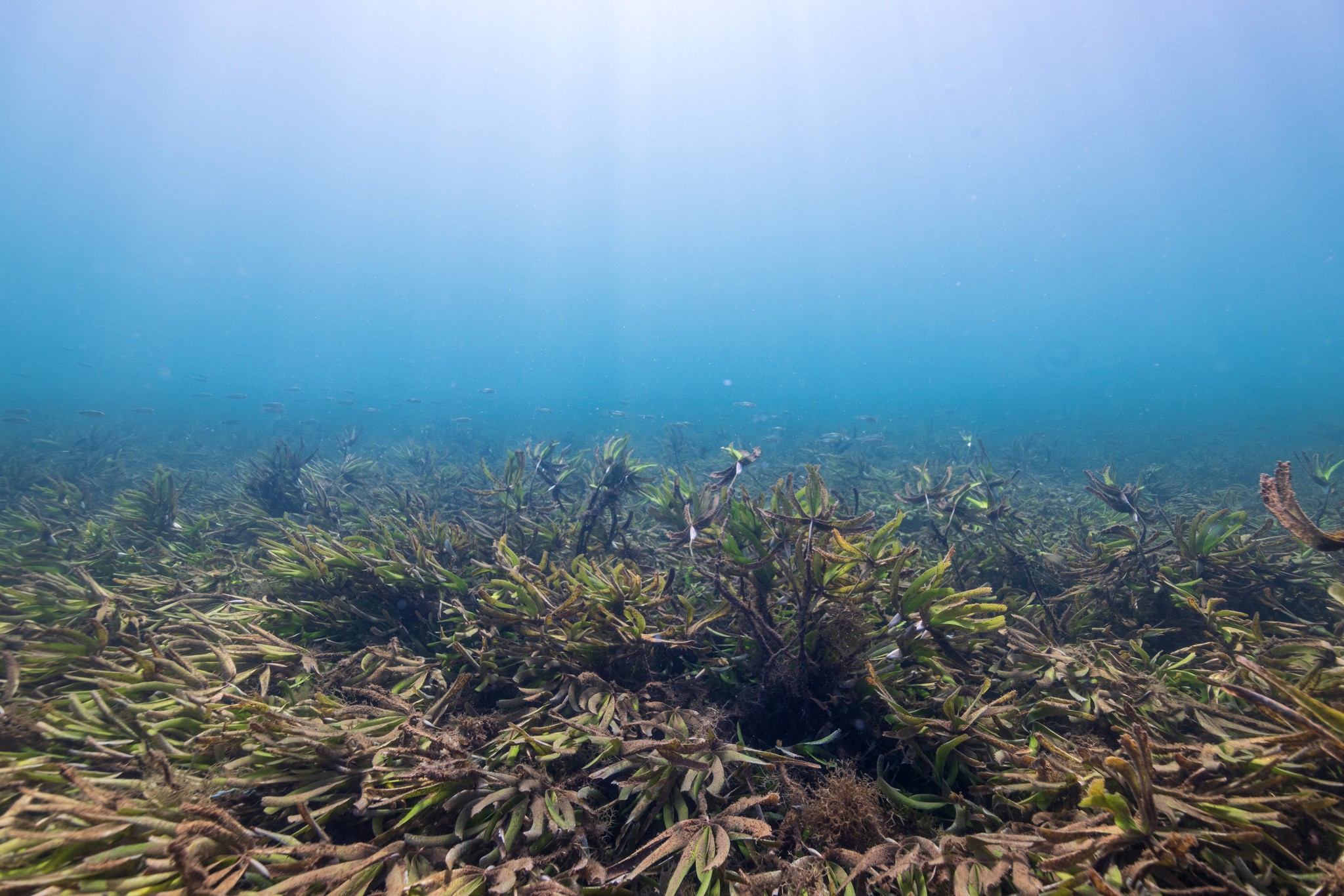 Seagrass with fish swimming in the distance (c) Anthony Ochieng Onyango