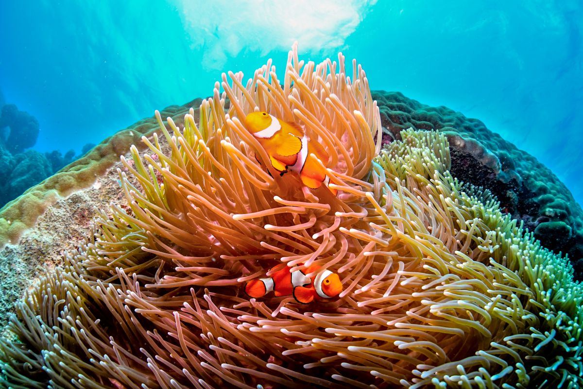 three brown wooden boat on blue lake water taken at daytime