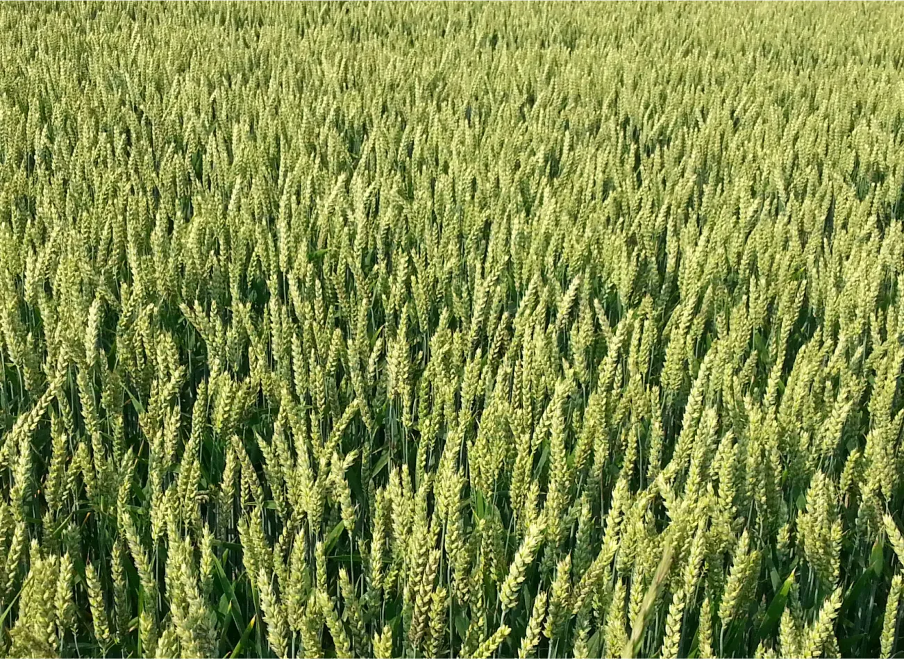 Automated farming and crop technology
