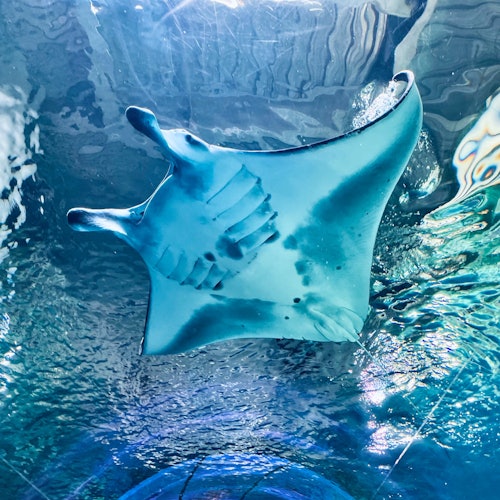 麥克斯水族館品川