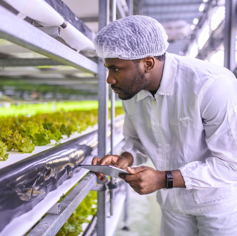 Checking Lettuce Growth