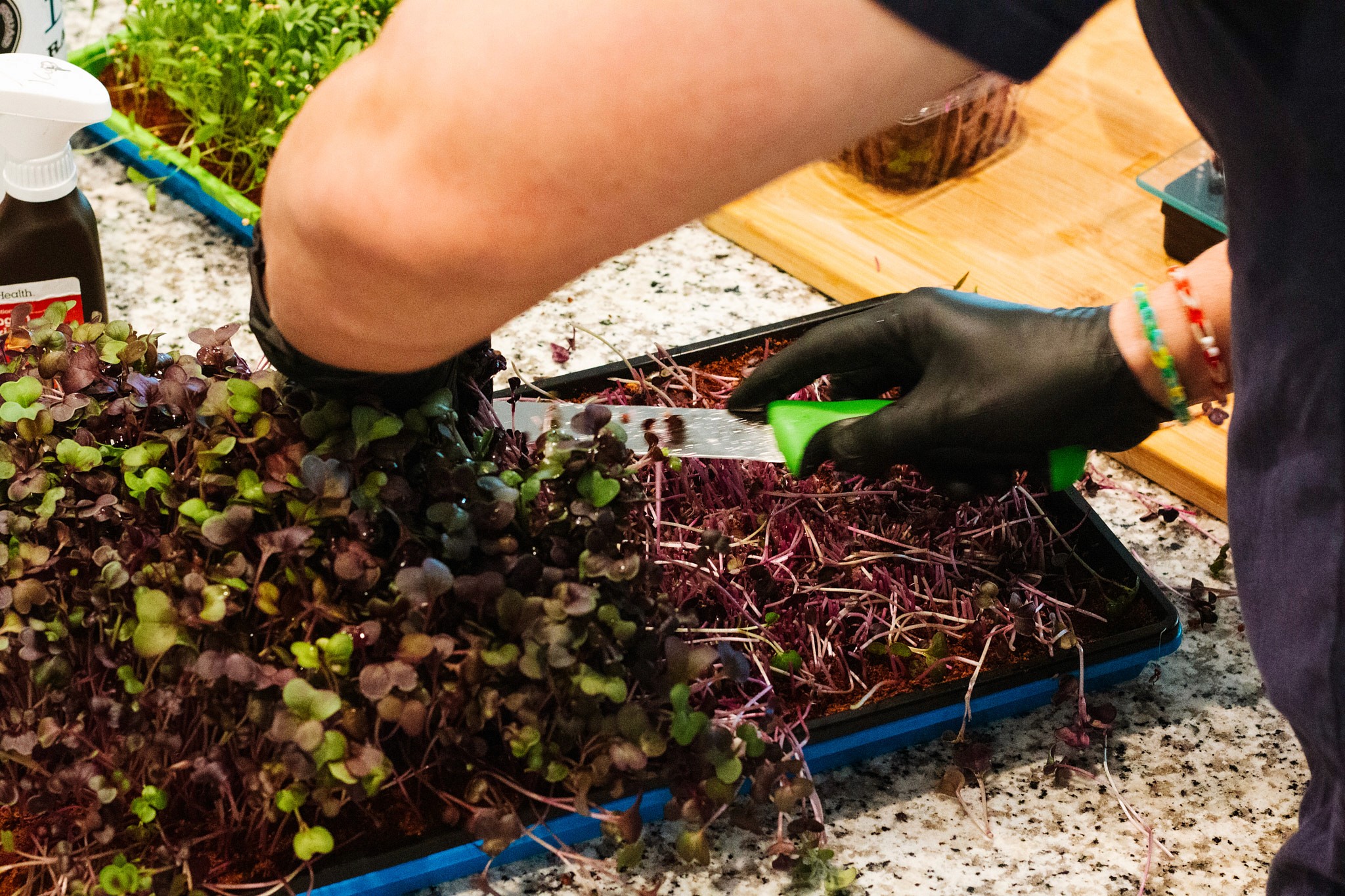 small business owner cutting microgreens