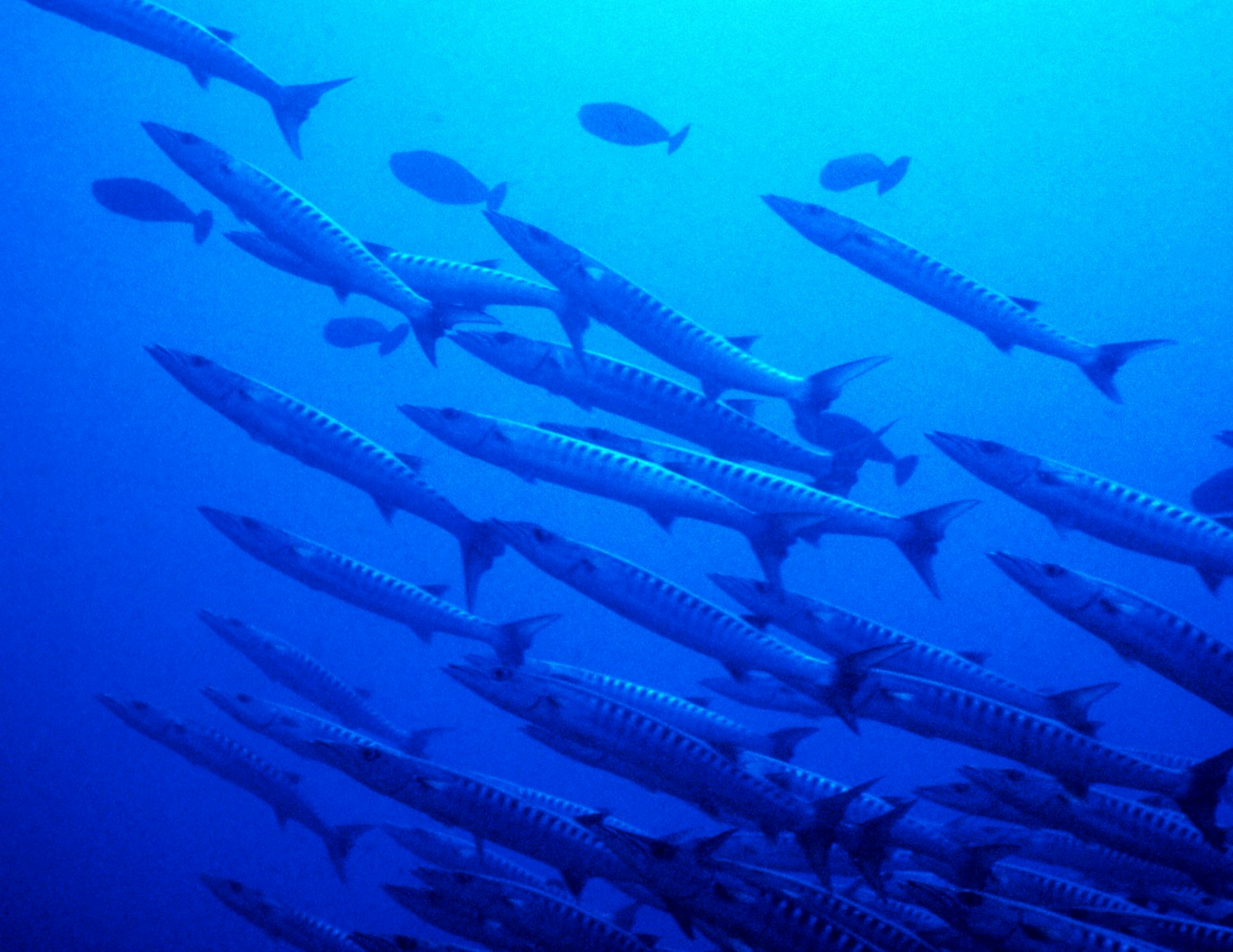 School of barracuda schooling together in deep blue water