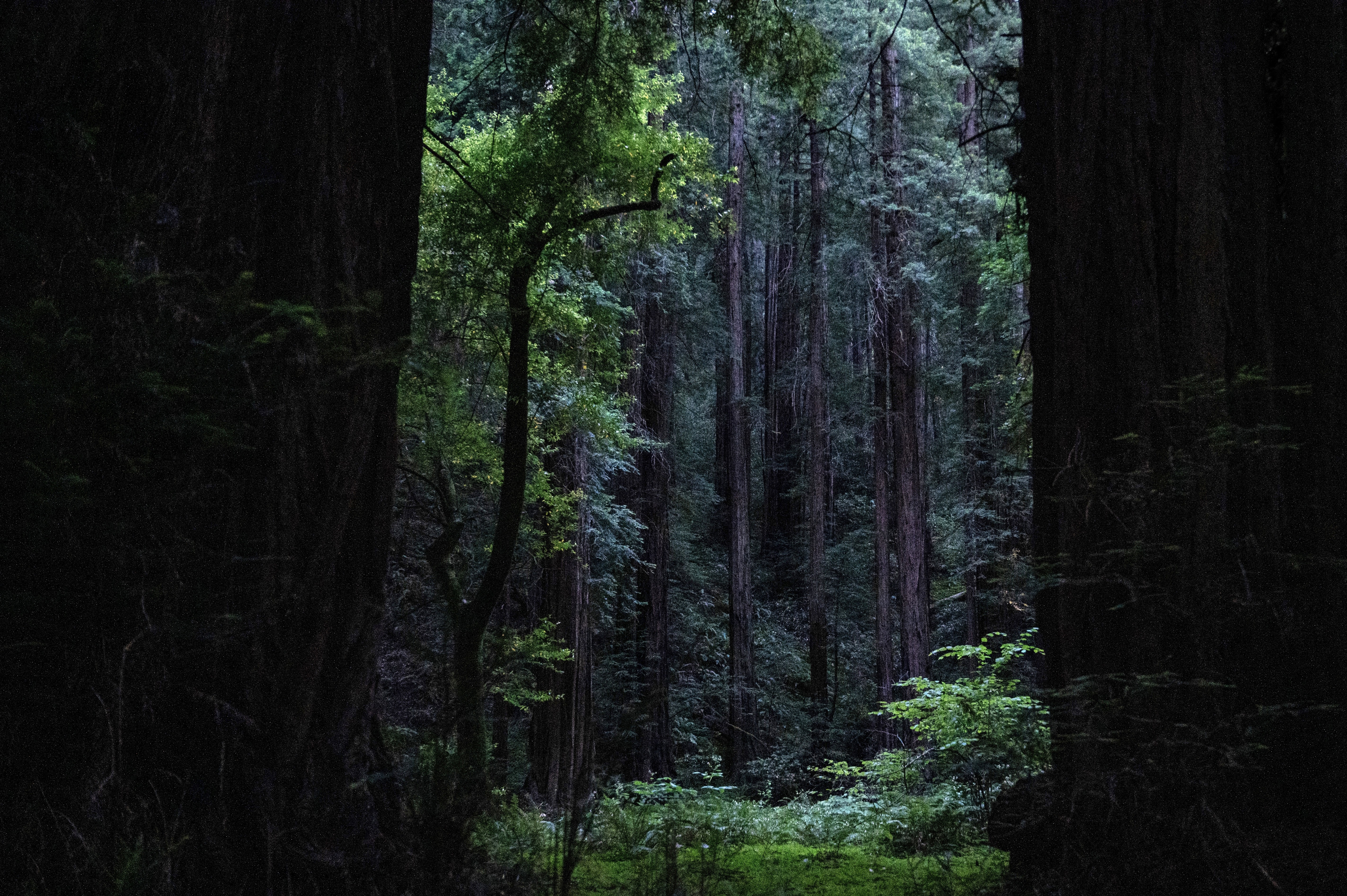 fall 2024. nikon z5. san jose, ca.