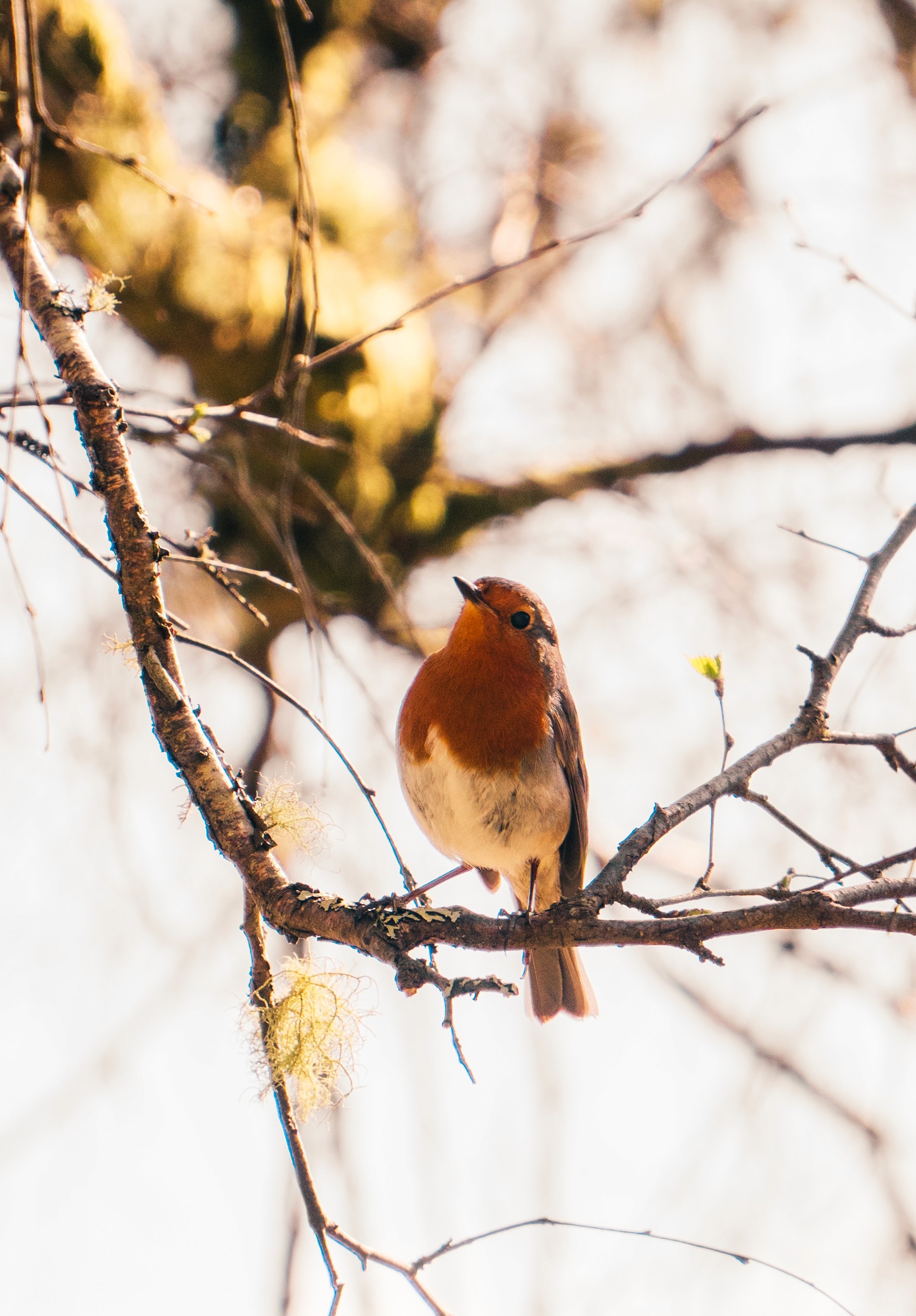 Full of Intrigue is the Robin