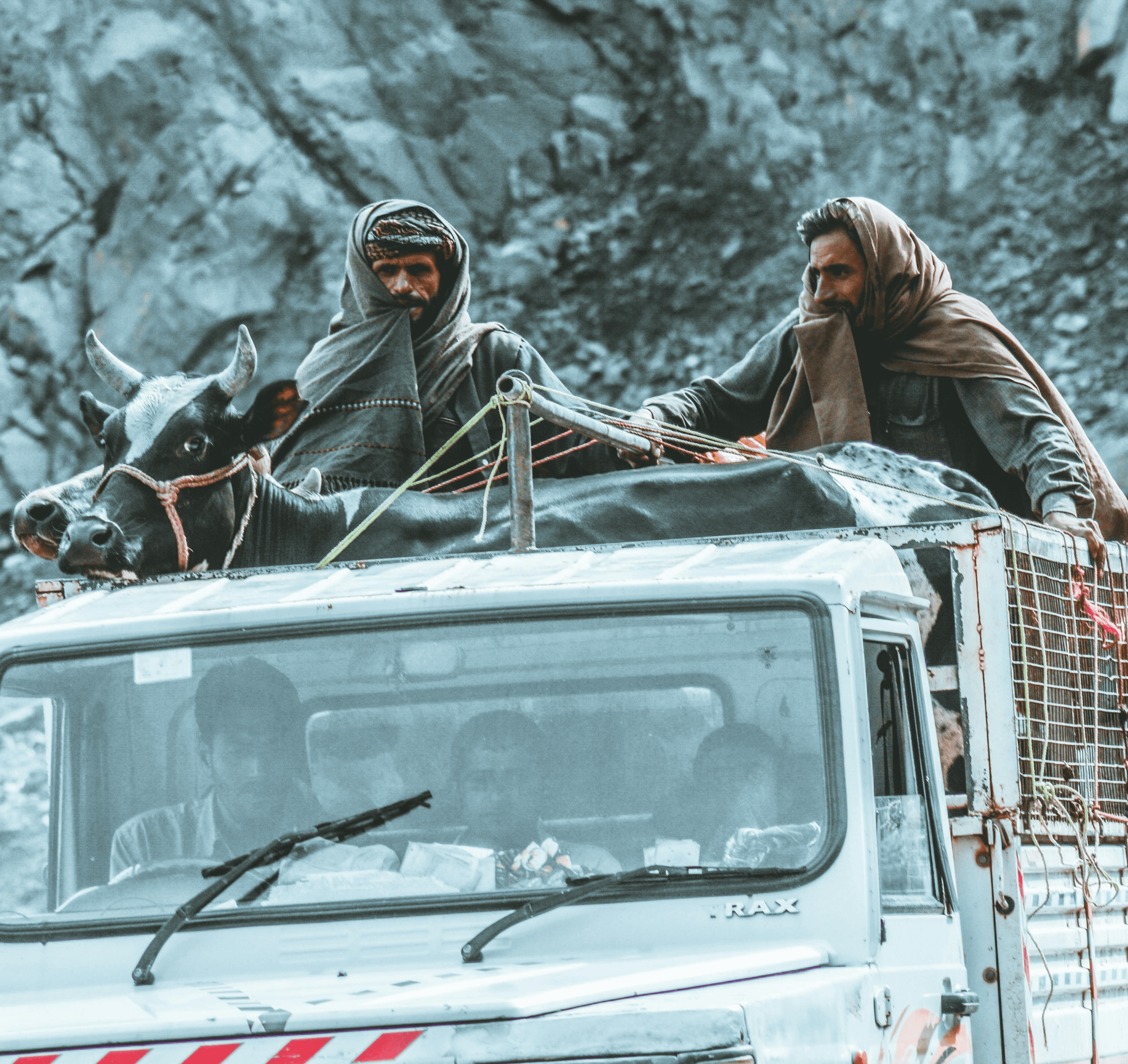 a person holding a stick and a dog in a field