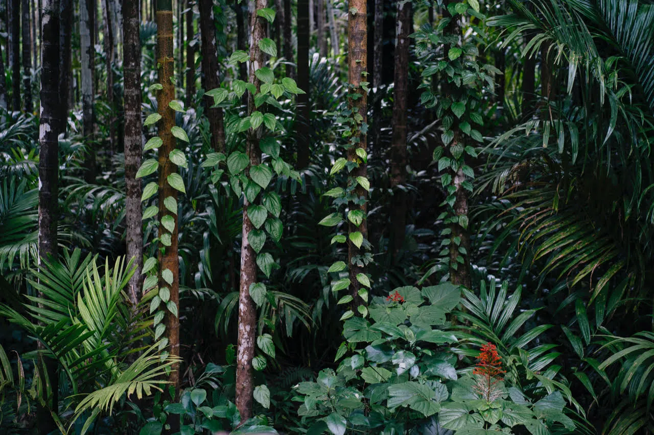 Lush tropical plantation greenery