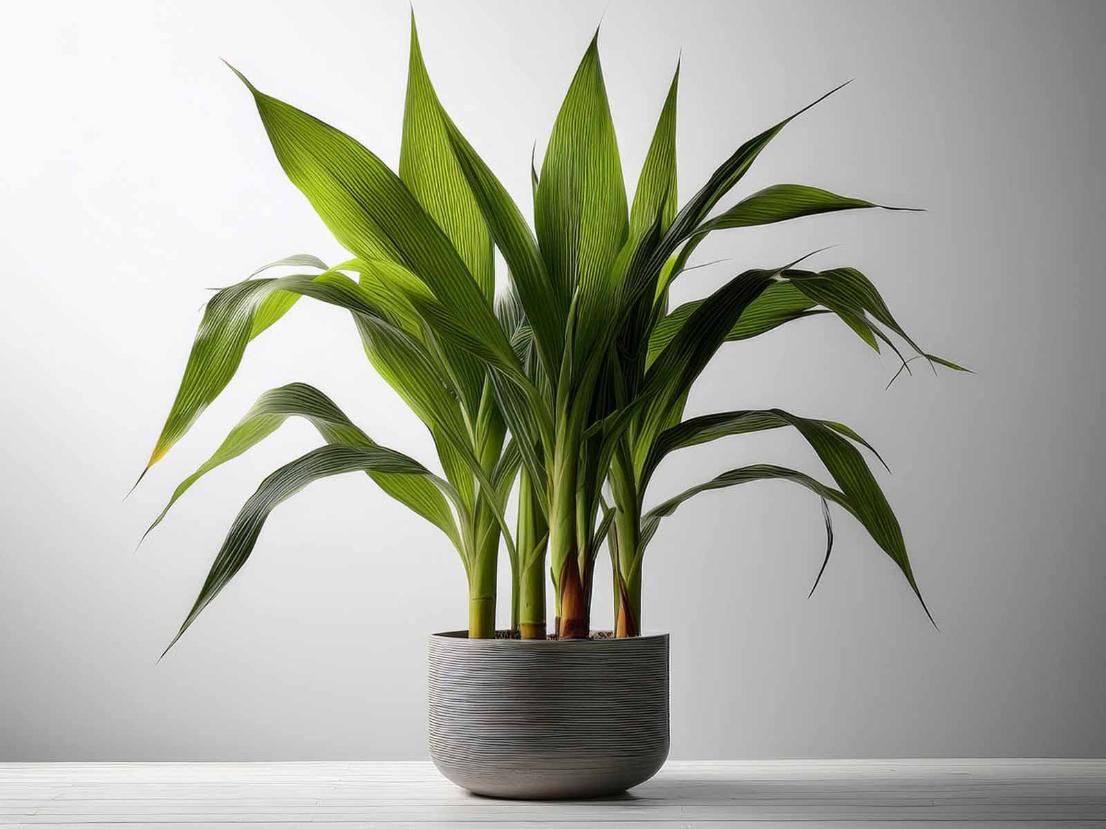 Corn Plant with tall, cane-like stems and glossy variegated leaves in a modern St. Louis office, supplied by Tropical Decor.