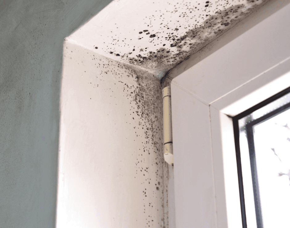 Mold image .png