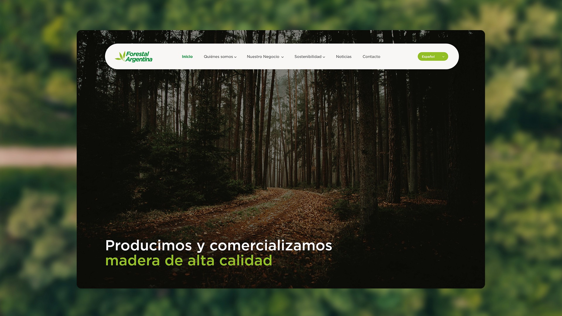 Escena de bosque con árboles altos y hojas secas para sitio web especializado en producción de madera de alta calidad.