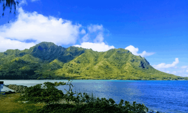 Lush green rainforests on a mountainside on oahu.