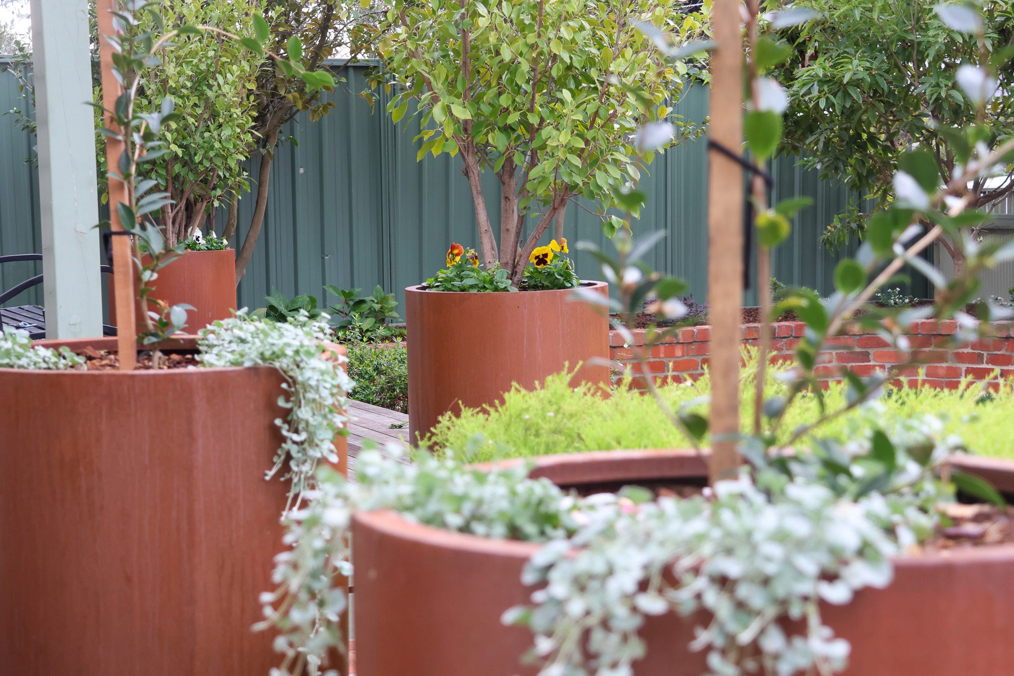 Close-up of rustic corten-style planters on a timber deck featuring cascading silver Dichondra foliage and potted small trees in a landscaped front yard.