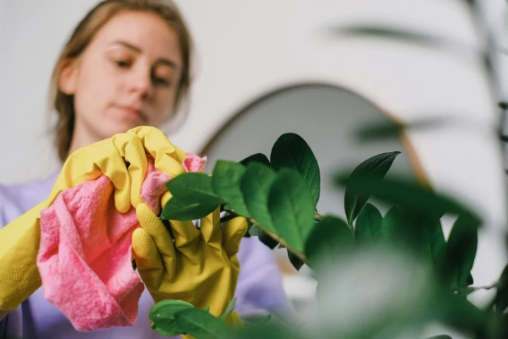 Blonde woman cleaning the leaves on plants