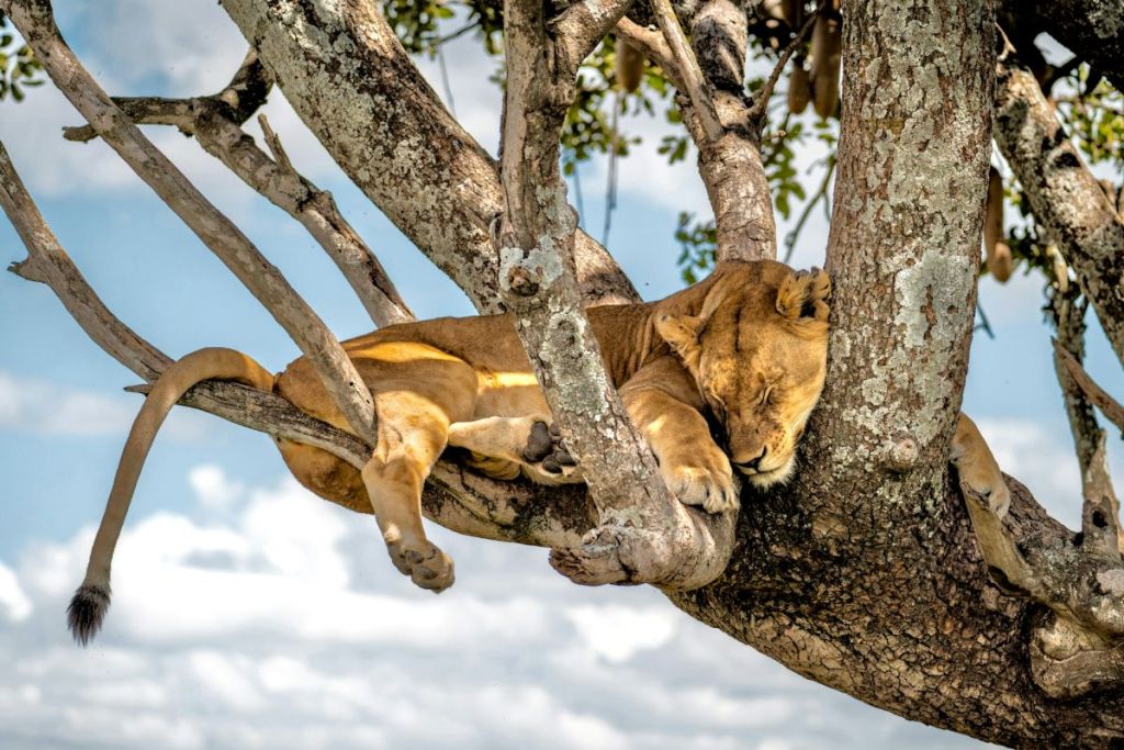 sleeping lion in a tree
