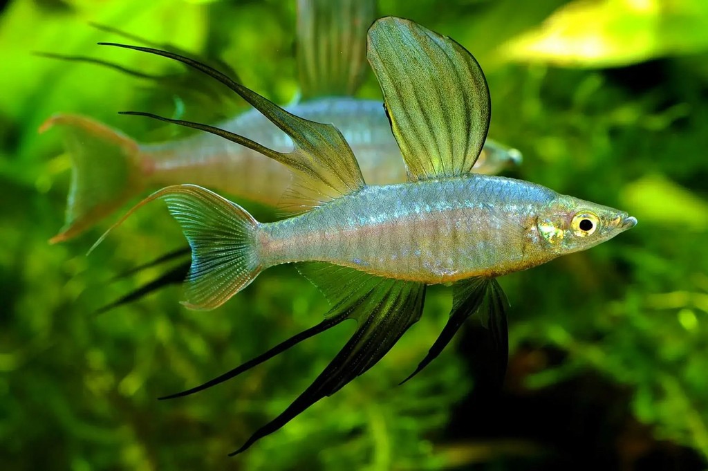 A Werneri fish in a fish tank