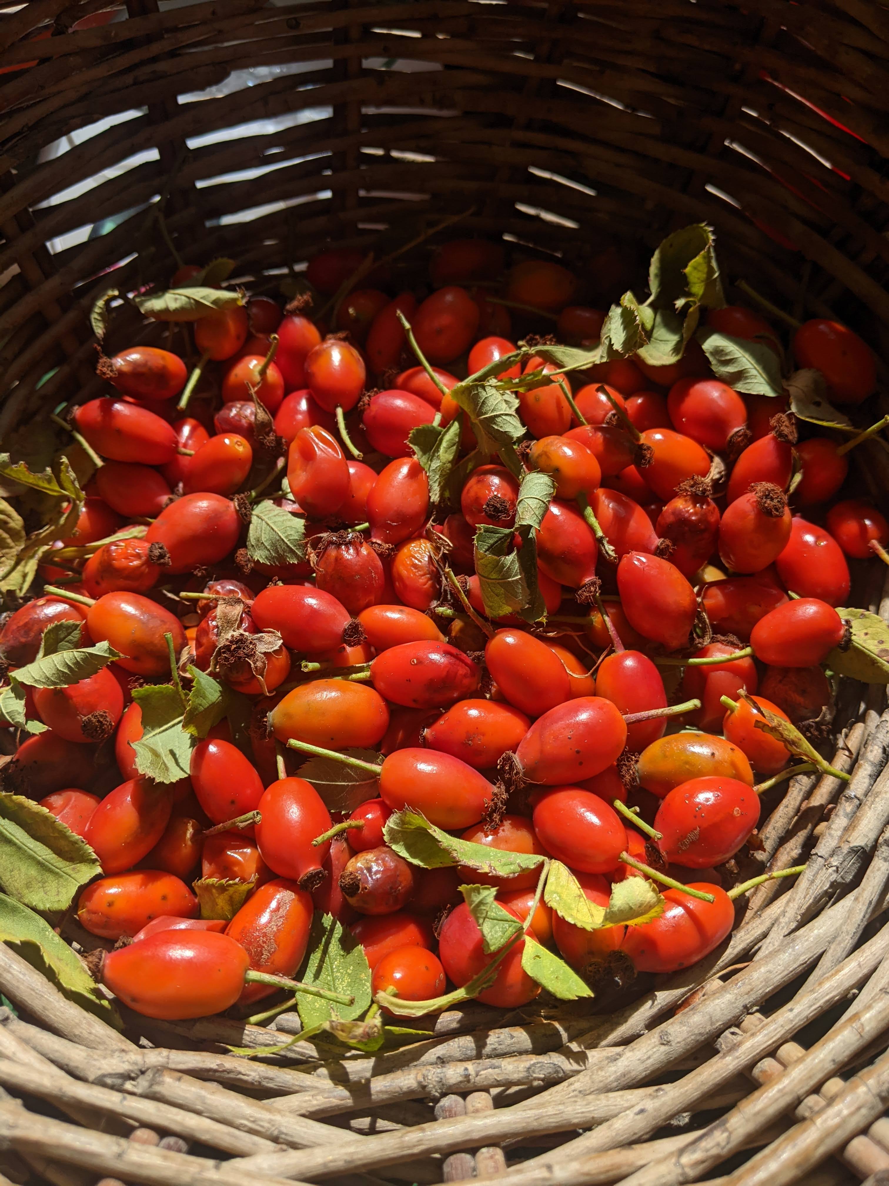 Baies de cynorhodon des Ecrins