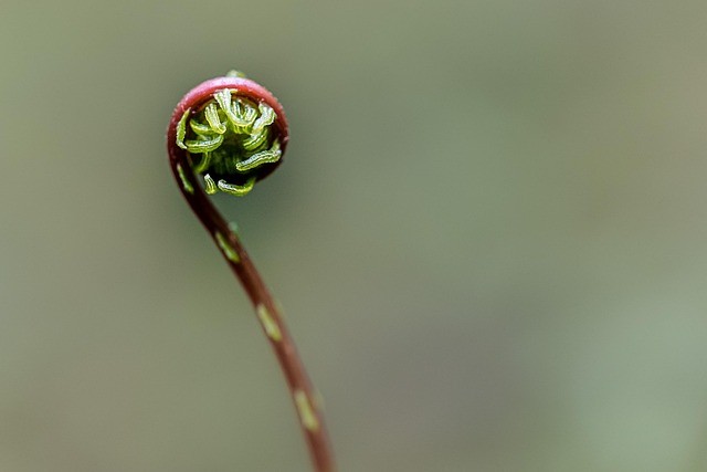 Fern Datshi