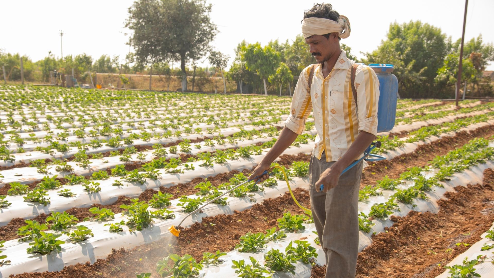 Building Your Pest Monitoring Plan