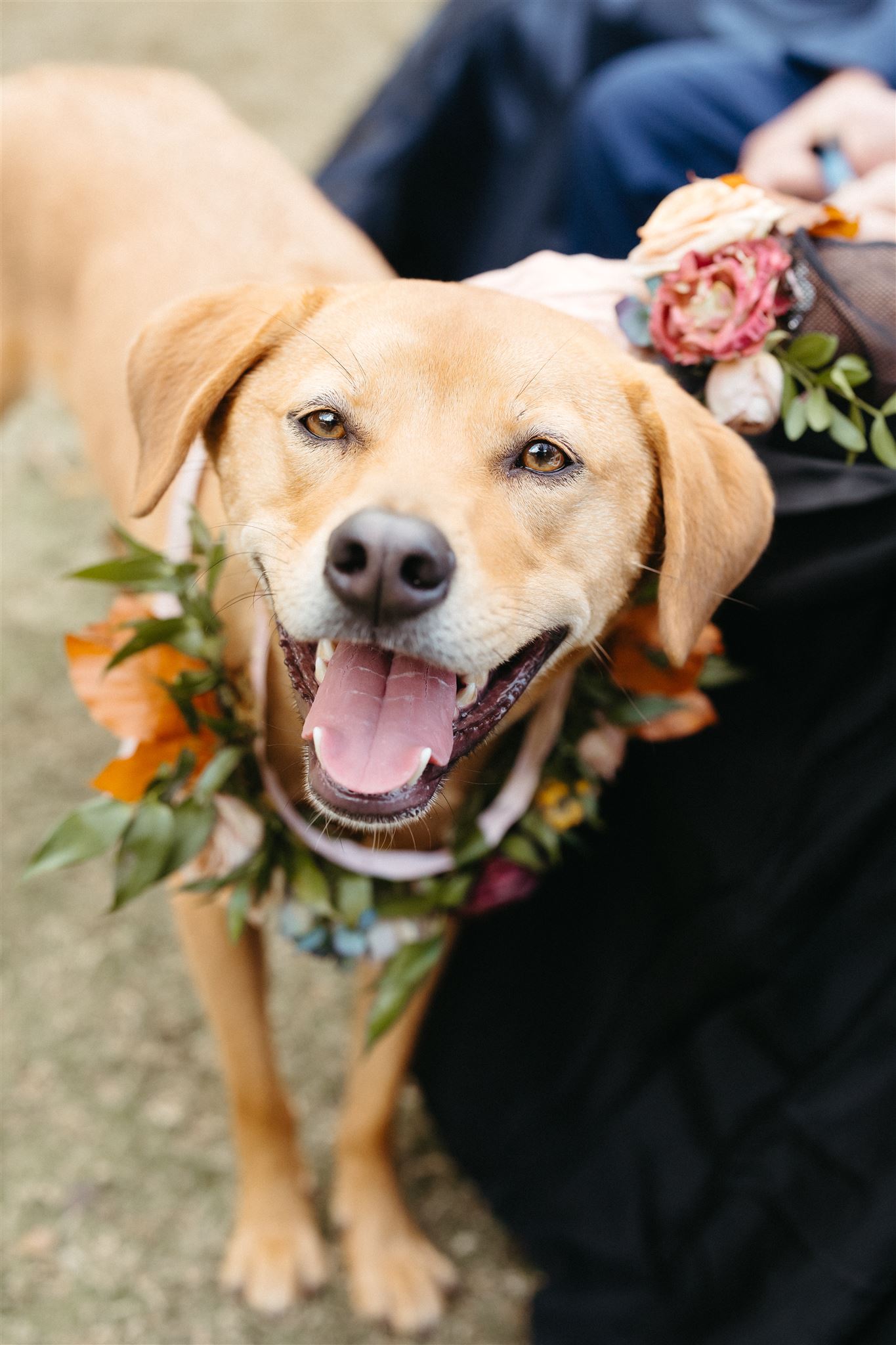 Happy dog wearing a floral collar during the wedding celebration.