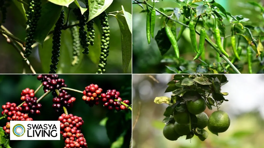 Principles of Organic Farming