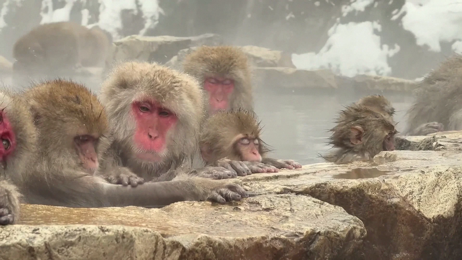 Three Japanese macaques soaking at the hot spring's edge in winter steam, up the valley from Yudanaka, Nagano