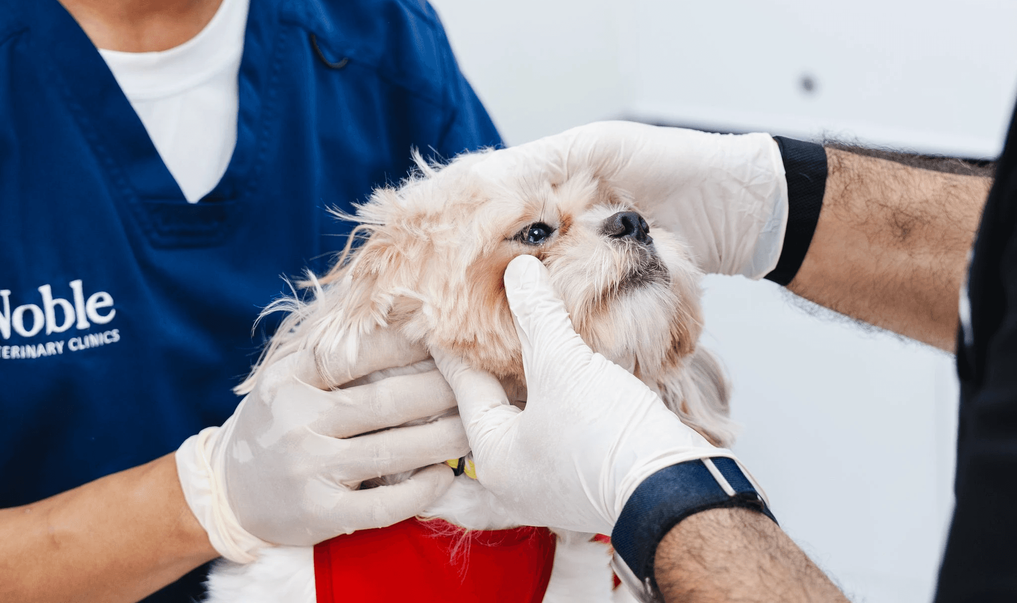 A veterinarian is holding a dog's face to check its eyes. Another vet is holding the dog calmly. They are checking to see if the dog needs eye drops.