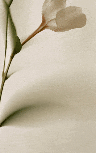 wideo przedstawiające biały kwiat w delikatnym ruchu