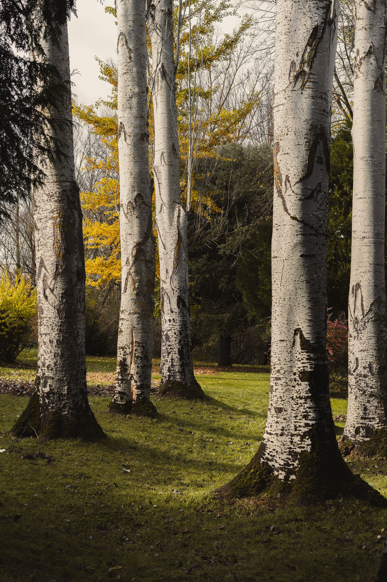 Birch trees within the landscaped grounds surrounding El Soto private social club.
