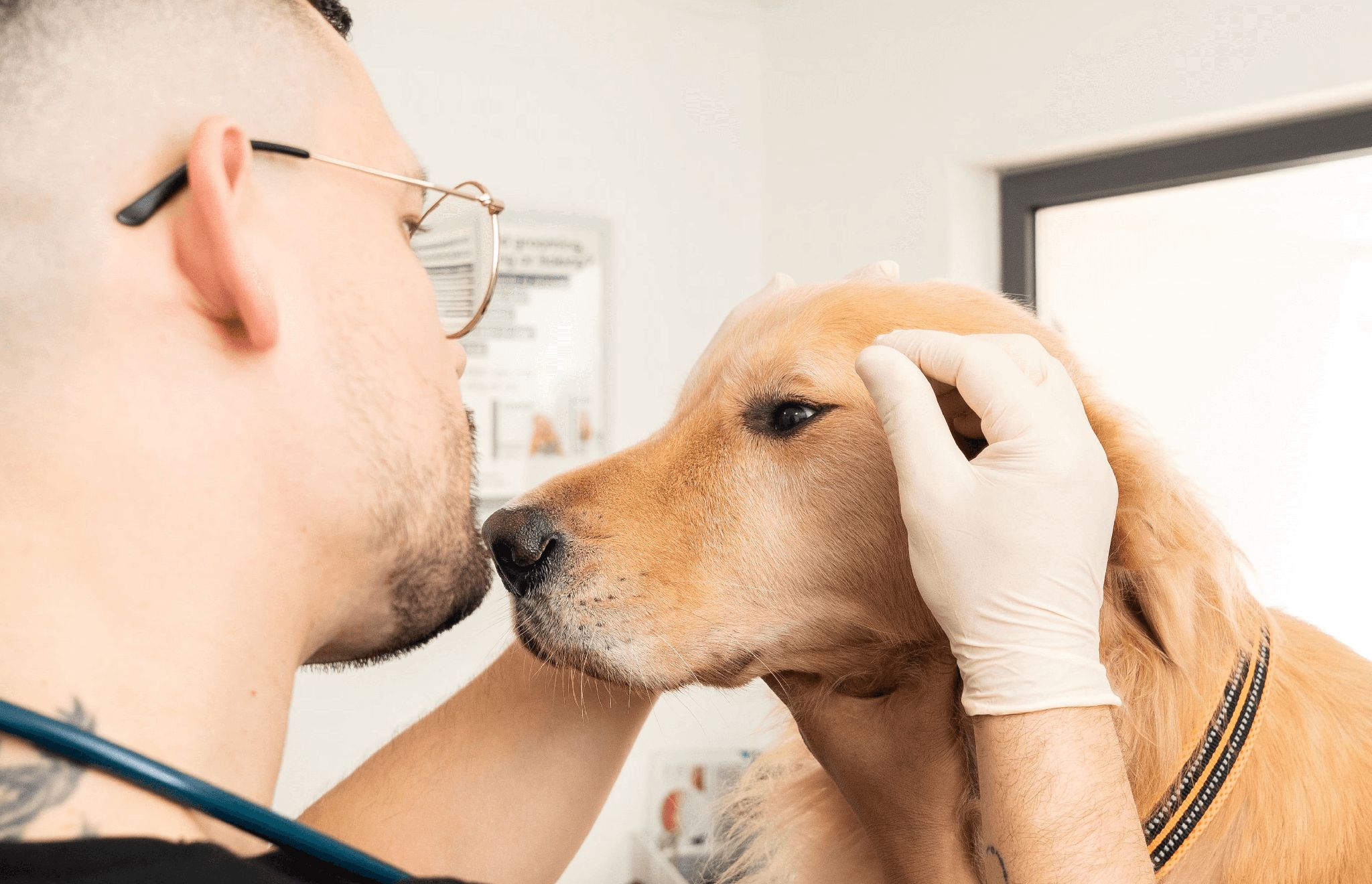 A veterinarian is carefully checking a dog's eye for symptoms of an eye infection.