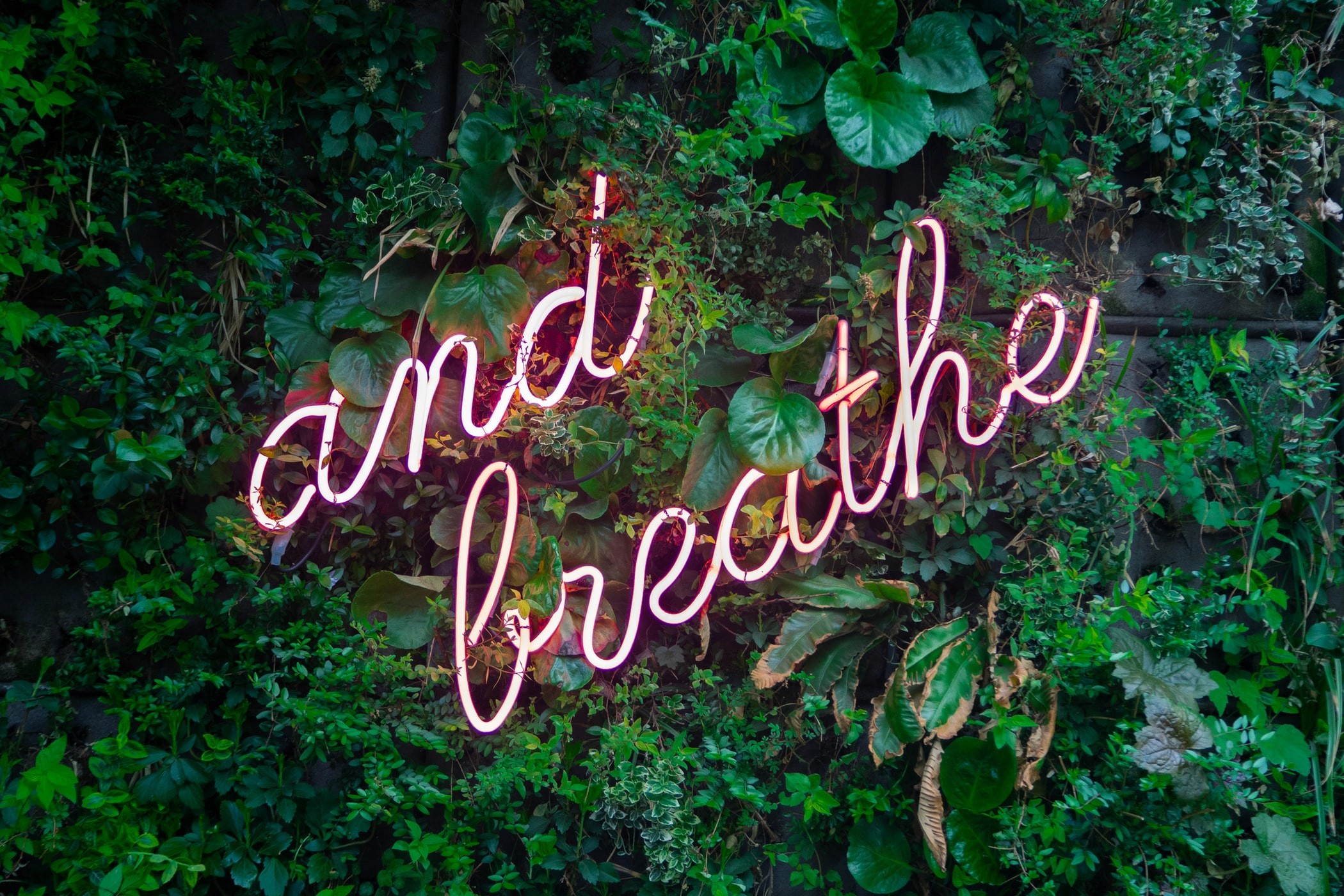 A vibrant pink neon sign spelling "and breathe" is nestled within a lush, dark green vertical garden, creating a calming.
