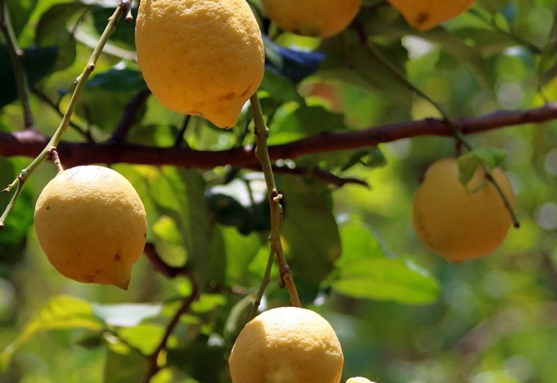 Limoni di Sorrento